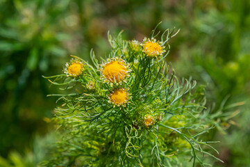 Matricaria chamomilla on wildflower meadow