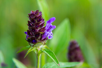 Prunella Vulgaris makro single natural flower, medicinal herbs nature background
