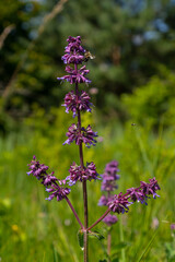 Purple lilac sage - a beautiful ornamental plant in the naturalistic native border in the cottage garden. Salvia verticillata Purple Rain