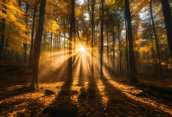 Obraz premium Radiant Sunburst Effect in a Forest of Trees