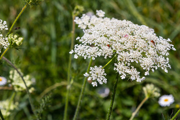 Daucus carota known as wild carrot blooming plant