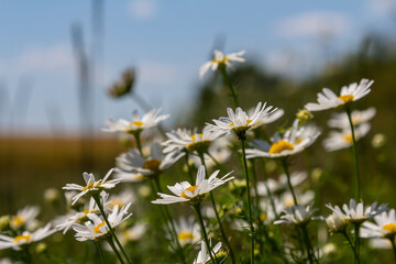 Oxeye daisy Leucanthemum vulgare blooming in spring, White flowers in the garden closeup, Wild daisy flowers growing on meadow, white chamomiles on green grass background. Oxeye daisy