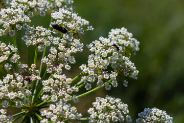 Daucus carota known as wild carrot blooming plant
