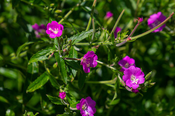 Fototapeta premium willow-herb epilobium hirsutum during flowering. Medicinal plant with red flowers