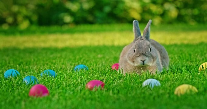 Gray rabbit resting on a green lawn surrounded by colorful Easter eggs in a sunny garden.