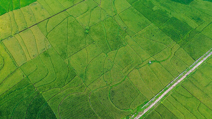 Aerial photo of a very large and neatly arranged rice field area. Aerial panorama of green rice fields with dividing line and road running through the middle in rural Yoyakarta, Indonesia