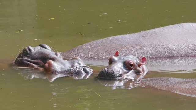 Cute Mother and Baby Hippos cooling off in the water in Taiping Zoo.