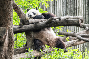 Pandabär relaxed auf einem Baum