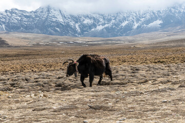 Yak in der tibetischen Hochebene