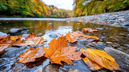Obraz premium Autumn Leaves Floating on Calm River Surface in Scenic Nature