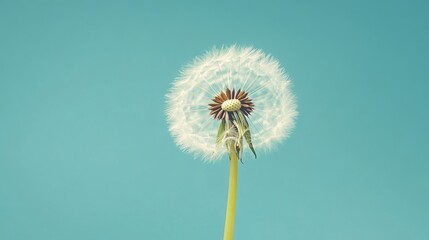 Obraz premium A dandelion seed head stands gracefully against a clear blue sky, showcasing delicate white seeds ready to disperse. Ideal for adding custom text or designs