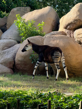 Okapi standing in a Miami zoo
