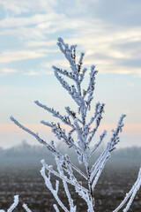 Hoarfrost on the branches of a plant close-up. Foggy frosty winter nature