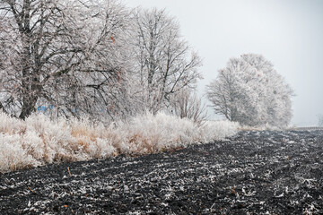 Hoarfrost and rime ice on grass, trees and soil in an agricultural field. Winter countryside...