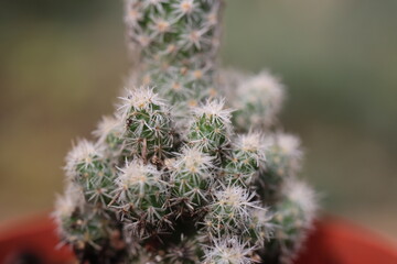 ESCOBARIA sneedi ssp. lei mrozoodporny kaktus