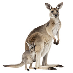 Fototapeta premium Kangaroo with Baby. 