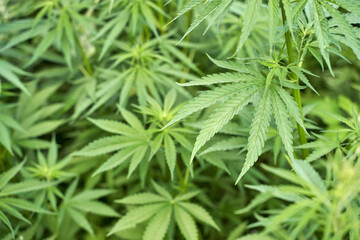 Lush green cannabis plant foliage in natural garden setting with detailed leaves close up.