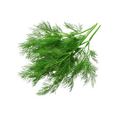 Fresh dill herb with vibrant green leaves, Isolated on white background