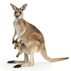 Kangaroo with Baby. 