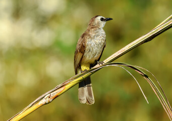 Wild bird on branch, animal closeup. Yellow-vented Bulbul. Noisy with stubby and erectile crest.  