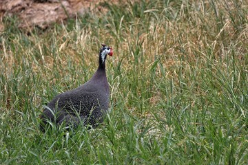 草むらの中に座ったホロホロチョウ