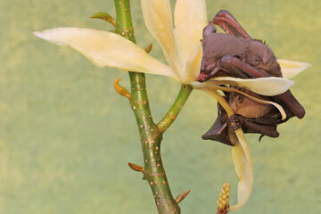 A short-nosed fruit bat eating magnolia flower in full bloom. This flying mammal has the scientific name Cynopterus minutus.