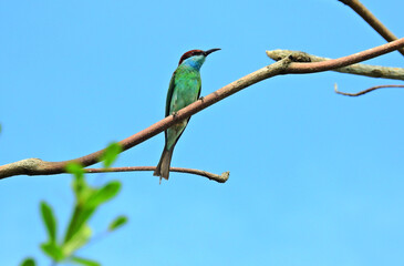 bird perching on a tree branch.  closeup of a Blue-throated bee-eater perched on a branch of a tree
