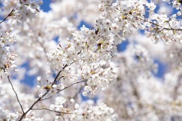 White cherry blossom. Blossom flowers of cherrytree. Spring background with blossom trees. Spring bloom. Blossom white flower.