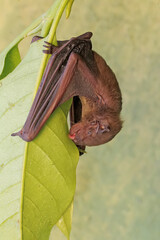 A short-nosed fruit bat eating young magnolia leaves. This flying mammal has the scientific name Cynopterus minutus.
