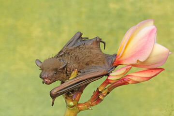 A short-nosed fruit bat eating frangipani flowers. This flying mammal has the scientific name Cynopterus minutus.