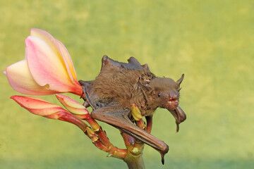 A short-nosed fruit bat eating frangipani flowers. This flying mammal has the scientific name Cynopterus minutus.