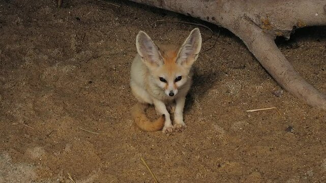 Vulpes zerda looks in different directions