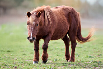 Brown running pony on meadow