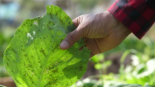 Farmers are checking the leaves of vegetables for aphids or insects, a problem with crop production.