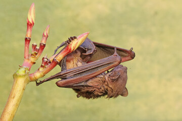 A short-nosed fruit bat eating frangipani flowers. This flying mammal has the scientific name Cynopterus minutus.