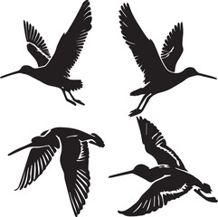 set of marbled godwit flying poses,godwit vector, flying bird poses, bird flight, black and white bird