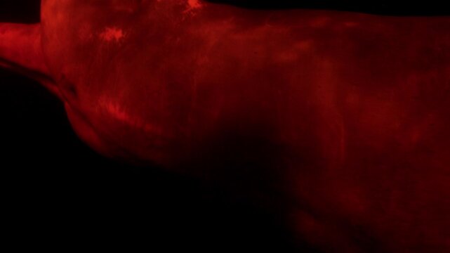 Close-up of the pink dolphin swimming in the dark waters of the Amazon river