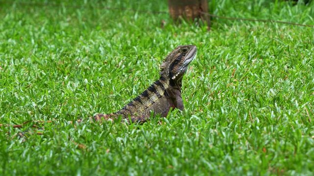 A wild Australian Water Dragon (Intellagama lesueurii) basks on a lush green lawn, bathed in warm, golden sunlight, close up shot.