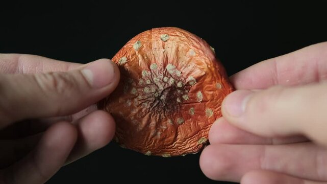 Close-up of hands holding a textured dried fly agaric mushroom, symbolizing microdosing and non-traditional healing. Dried amanita mushrooms
