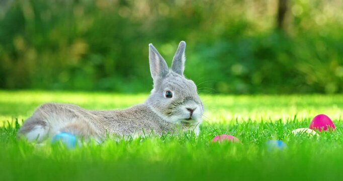 A gray rabbit sitting on green grass surrounded by colorful Easter eggs in a sunlit meadow.
