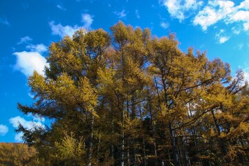 Fototapeta premium 青空を背景にして、紅葉したカラマツ林