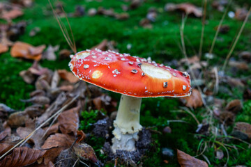 A red mushroom in the green woods