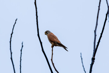A Kestrel sitting on a branch high in the air