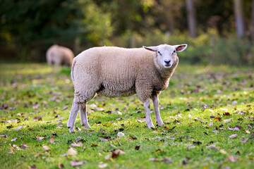Obraz premium White sheep on meadow in autumn