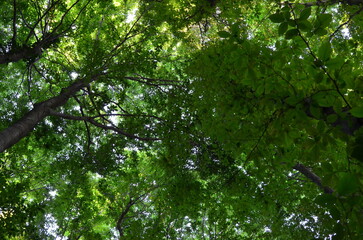 Observing the sunlight filtering through the trees in a forest, surrounded by a natural landscape of terrestrial plants, trunks, twigs, grass, and various shades of wood