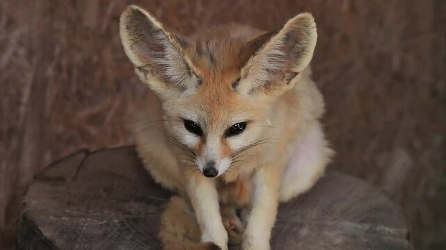 Vulpes zerda looks in different directions
