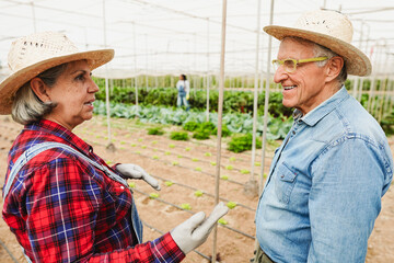 Group of people working inside farm greenhouse picking up organic vegetables and herbs - Harvest...