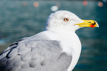 Close up of a seagull with the sea on the background