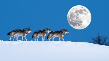 Naklejka premium Wolves howling under full moon snowy landscape wildlife photography nighttime ecosystem natural viewpoint