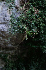 Felsiger Wanderweg entlang Felswand, Efeu, Ranken